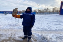 В Саратовском филиале АО «Ситиматик» к работе приступил пернатый сотрудник 