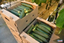 Более 1000 тонн тепличных овощей собрано в области с начала года, 13,8 тонн – в Вольском районе