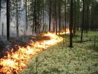 В Саратовской области продлили запрет на посещение лесов