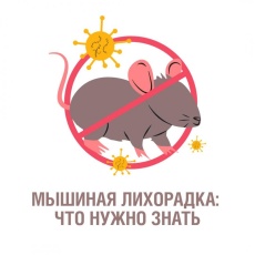 Осторожно: мышиная лихорадка! Что нужно знать, чтобы защитить себя и близких